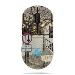 Cherry Blossoms in Seoul