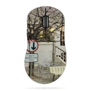 Cherry Blossoms in Seoul